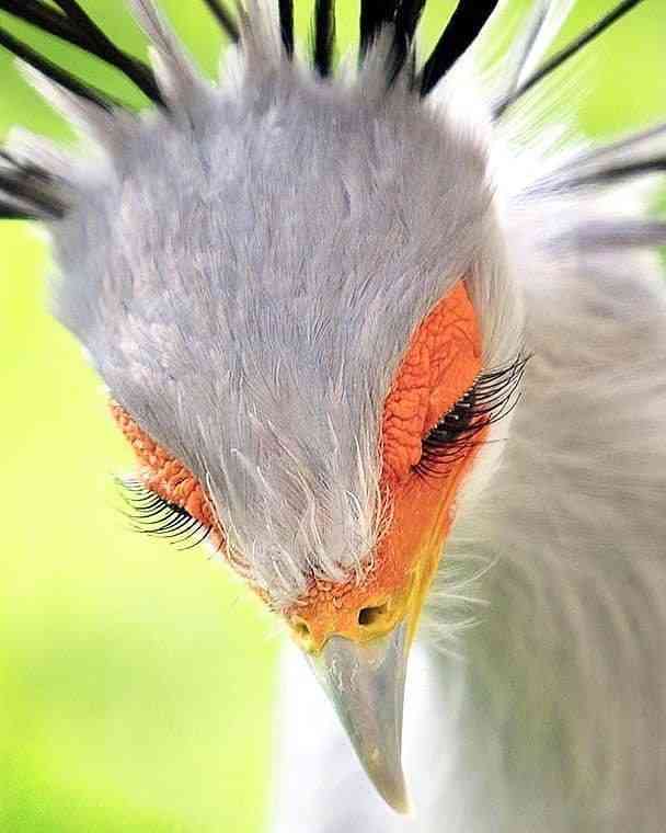 Secretary bird | MirrorLog